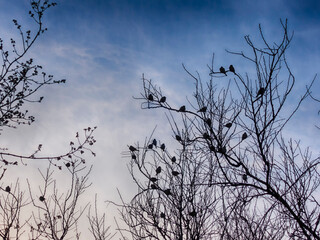 Sparrows on the branches at sunset