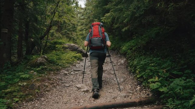 Back view gimbal following shot of male hiker walking up rocky trail with red backpack. Young man using trekking poles walks in mountain forest. Pine trees, hiking in woodland, cloudy summer day