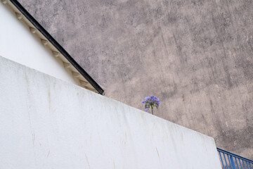 Schmucklilie (Agapanthus) auf städtischem Balkon, Frankreich.