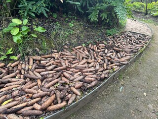 Barefoot walking path filled with pine cones - Powered by Adobe