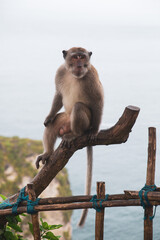 Naklejka premium Wild monkey on Bali island, Indonesia sitting in front of the ocean