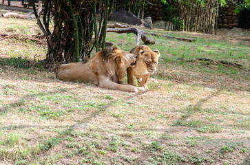 A pair of lions in a zoo