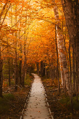 Jesup Trail Acadia National Park New England. Powerful Moody Epic Nature Image. Autumn Forest Trail Boardwalk Fall Foliage. Boardwalk Leaves Scattered