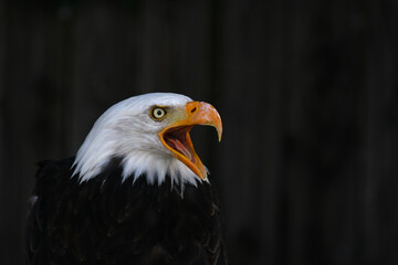 Bald eagle (Haliaeetus leucocephalus), animal portrait, captive, North Rhine-Westphalia, Germany, Europe