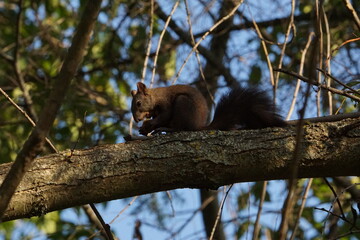 Red Squirrel (Sciurus vulgaris) feeding on a nut near Ohrid, North Macedonia