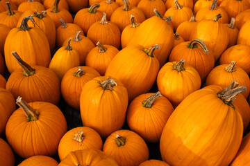 Pumpkin Patch Pattern Wallpaper Edge to Edge Bright Orange Pumpkins Side of the Road for Sale Autumn New England. Halloween Decorations