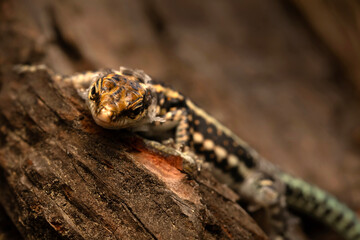 A reptile photographed in its natural habitat. Nature background. 