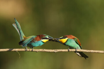 The European bee-eater (Merops apiaster) it's fighting over insects