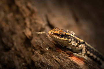 A reptile photographed in its natural habitat. Nature background. 