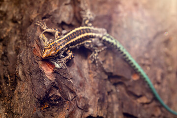 A reptile photographed in its natural habitat. Nature background. 