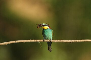 European bee-eater with captured insects