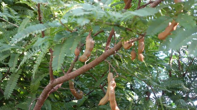 There are lots of young tamarind fruit on the tree with a background of green tamarind leaves blowing in the wind