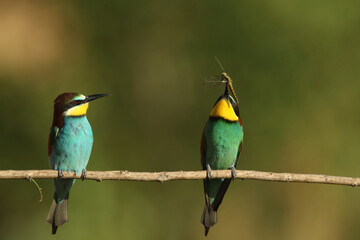 European bee-eater with captured insects
