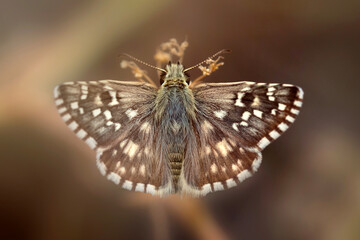 A beautiful butterfly photographed in its habitat. Nature background. Carcharodus alceae, Mallow Skipper.
