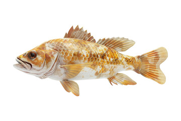 Yellowfin Grouper Fish