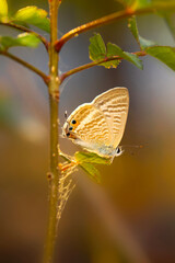 A beautiful butterfly photographed in its habitat. Nature background. Lampides boeticus. Pea blue. Long tailed Blue.