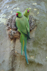 Halsbandsittich.
Kleiner Alexandersittich