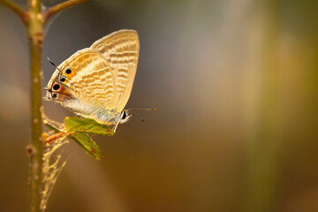 A beautiful butterfly photographed in its habitat. Nature background. Lampides boeticus. Pea blue. Long tailed Blue.