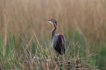 Purpurreiher in seinem Nest
Lone purple heron