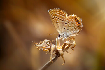 A beautiful butterfly photographed in its habitat. Nature background. Chilades trochylus. Grass Jewel. 
