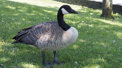 birds in the park