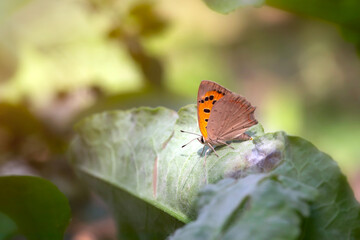A beautiful butterfly photographed in its habitat. Nature background. 