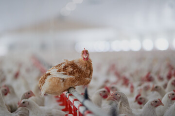 Chicken, farm and factory for agriculture, meat business or healthy food production with rooster...