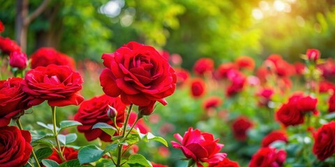 Fototapeta premium Beautiful red roses in a vibrant garden setting, red, roses, garden, nature, flowers, blooming, vibrant, beautiful, petals