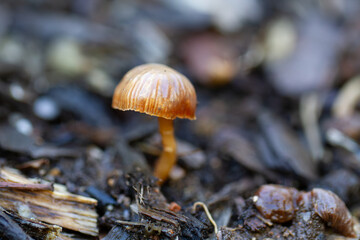 mushroom in the forest