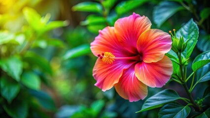 Vibrant tropical hibiscus flowers in bright pink and orange shades against lush green foliage , tropical, hibiscus, dreamy