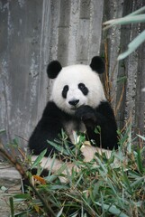 Fototapeta premium panda eating bamboo