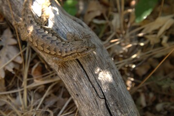 Close up top down view of lizard, Western Fence Lizard (Sceloporus occidentalis), perched on bleached branch resting on the forest floor in dappled light. 