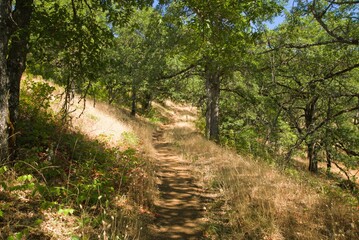 Hiking trail along the side of a hill slope in a meadow between oak trees, under stappled light. 