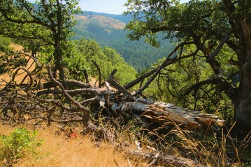 Large fallen tree bleached by the sun in a oak woodland. 