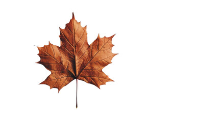 Fototapeta premium Maple leaf autumn isolated on white background