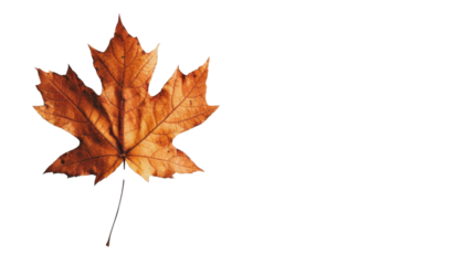 Maple leaf autumn isolated on white background