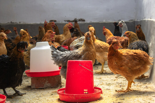 gallinas y pollos en un galpon artesanal 