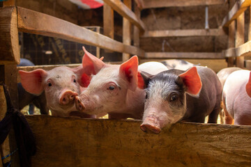 cerditos en una granja casera mirando a la cámara © Luis Antonio