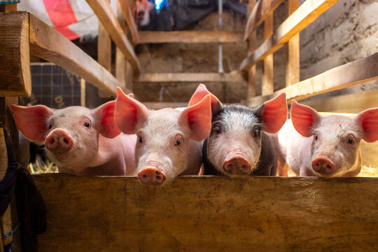 cerditos en una granja casera mirando a la c&aacute;mara