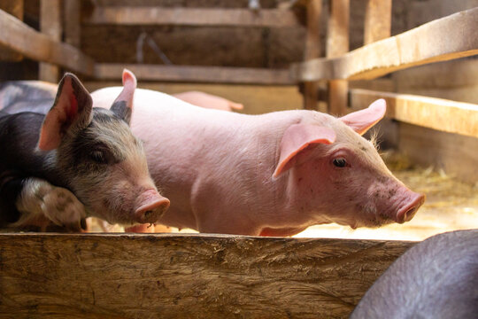 cerditos en una granja casera mirando a la c&aacute;mara