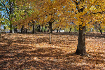 Fototapeta premium Autumn view of South Park in city of Sofia, Bulgaria