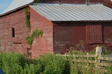 A close up of an antique old weathered red barn with ivy growing on it and a fence nearby.  © DonnaA Country Photo