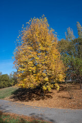Obraz premium Autumn view of South Park in city of Sofia, Bulgaria