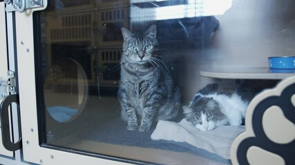 Cute Cats in Adoption Center