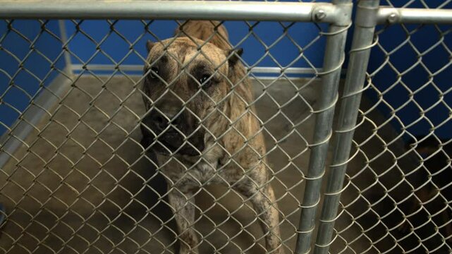 Large Scary Dog in Cage at Animal Pound
