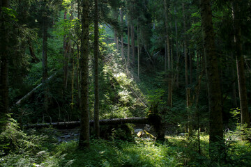 Forest Scene In Summer