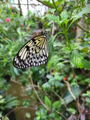 A lacy butterfly resting on a plant with closed wings