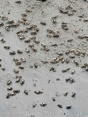 Miniature Crab Migration