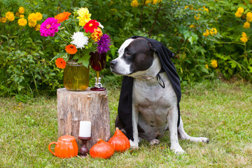 A dog in a vampire costume in nature. Halloween Party