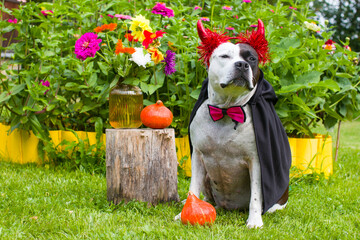 A dog in a vampire costume in nature. Halloween Party